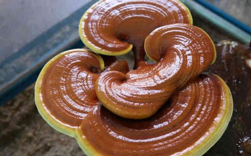 24 진시황과 불로초, 단군신화의 천부삼인에 얽힌 이야기  [산정기담]